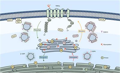 The odyssey of the TR(i)P journey to the cellular membrane